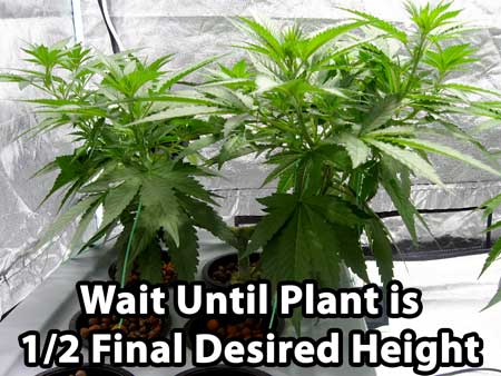For this marijuana manifold tutorial - wait until the plant has reached half the final desired height before switching to the flowering stage