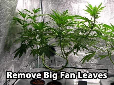 When you manifold cannabis, you want to give it a last cleaning before the switch to flowering stage. You do this by removing the biggest fan leaves, especially the ones on the bottom and middle of plant
