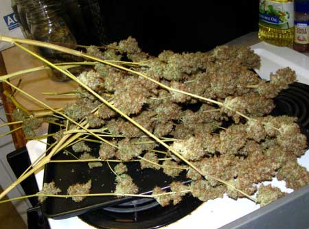 Cannabis buds on a stove - immediately after harvest - the marijuana manifold tutorial powered the size of these monsters!