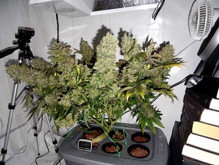 Follow this cannabis manifold tutorial to increase your marijuana yields indoors. This is done by creating many huge buds, like this in this picture.