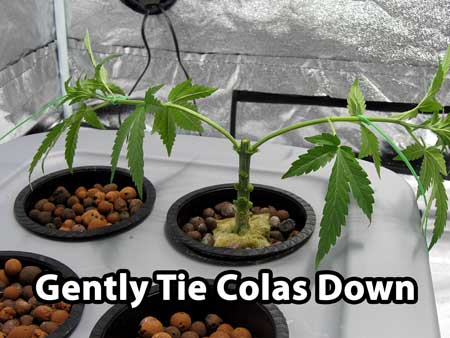 Building a cannabis manifold - gently tie colas down after topping