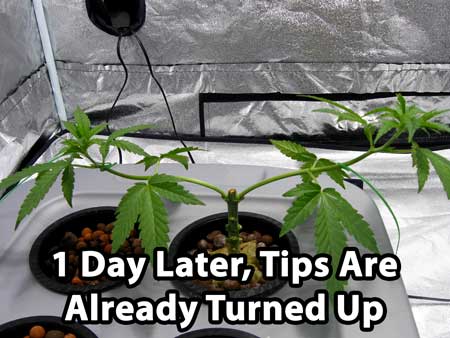 1 day later, growth tips have already turned up - manifolding tutorial