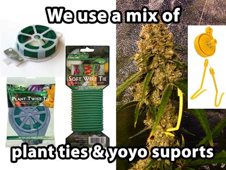 To secure plants, we use a mix of plant ties, soft wire ties, and yo-yo supports