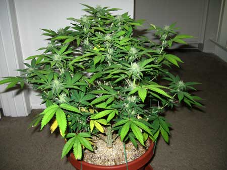 A young female cannabis plant - hanging out in a hallway:)