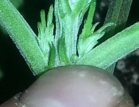 A closeup of a male preflower on a young cannabis plant
