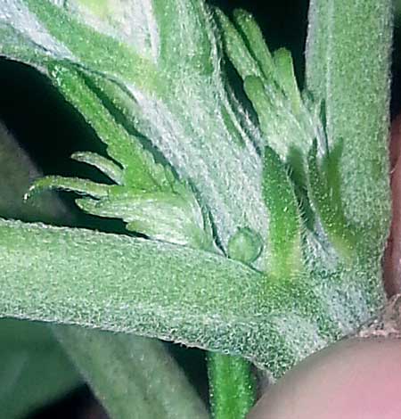 A small pollen sac growing on a vegetative male cannabis plant - this preflower reveals the gender of the plant