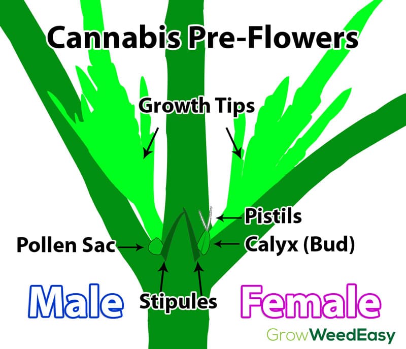 Cannabis pre-flowers diagram - chart shows difference between male and female preflowers