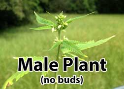 Plantas de cannabis masculinas vs. femeninas