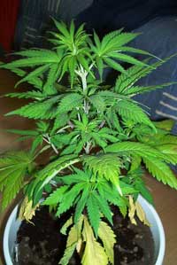 Example of a cannabis plant with a Nitrogen deficiency - notice the leaves are pale and bottom leaves are turning yellow and wilting off