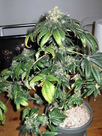A Nitrogen toxicity can also cause certain leaves to turn yellow, but other than that it looks nothing like a cannabis nitrogen deficiency