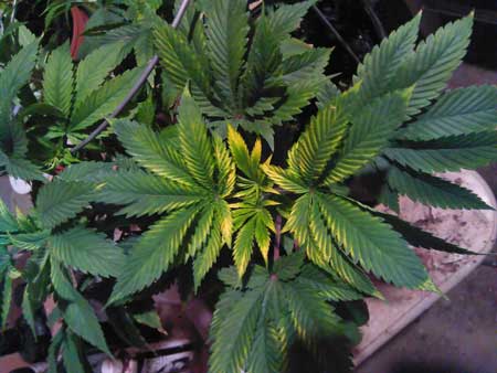 Example of cannabis symptoms caused by light burn. Yellowing top leaves under the grow lights, and the leaf margins often stay great. With light burn, leaves may turn red instead of yellow.