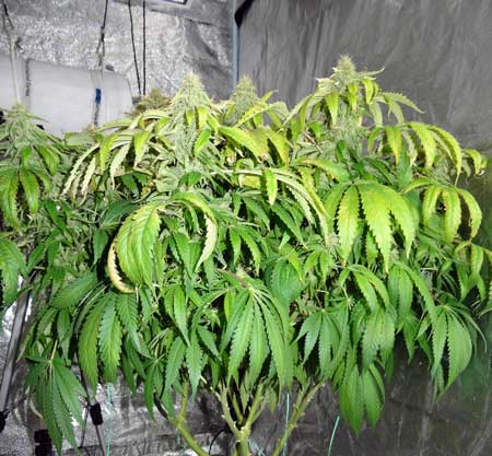 Example of cannabis plant with light burn. Although this is often confused for a Nitrogen deficiency, if the yellow leaves are appearing at the TOP of the plant, and the symptoms are worse directly under the grow lights, it may be a case of cannabis light burn