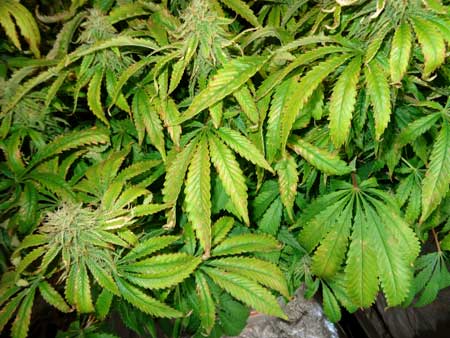 Example of spots and yellowing leaves caused by extended amounts of heat stress to this cannabis plant