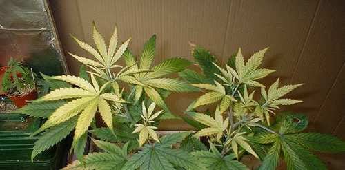 Example of a cannabis plant with yellow leaves from an iron deficiency