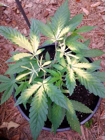 Example of a cannabis plant that has yellow leaves as the result of an iron deficiency