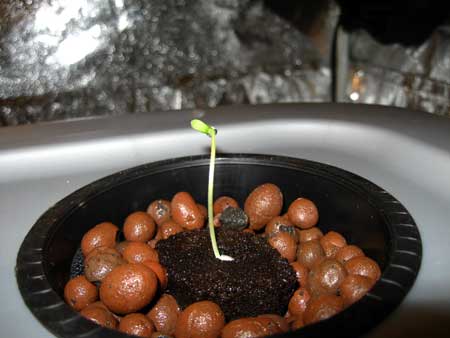 This stretchy cannabis seedling is yellow and tall because it has not been getting enough light