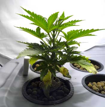 This fast, healthy young vegetative cannabis plant is growing over an inch a day