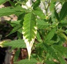 This marijuana plant appears to have a potassium deficiency (odd yellowing of leaves starting from the edges) which can look like nutrient burn but is actually caused by incorrect pH
