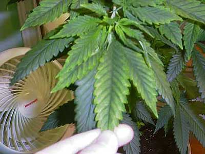 This marijuana leaf is showing signs of a magnesium deficiency (yellow stripes in between the veins)
