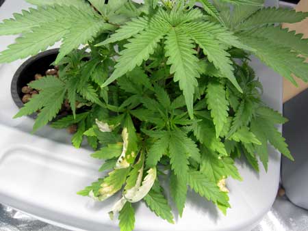 The burnt discolored leaves of a cannabis plant with root rot