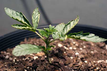 A little heat will cause some problems like leaf tacoing and discoloration, like you can see with this heat-stressed marijuana seedling