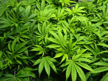 In the vegetative stage your cannabis plant will only grow new leaves and stems, often growing several inches a day, and overall is very hardy and resistant to plant problems