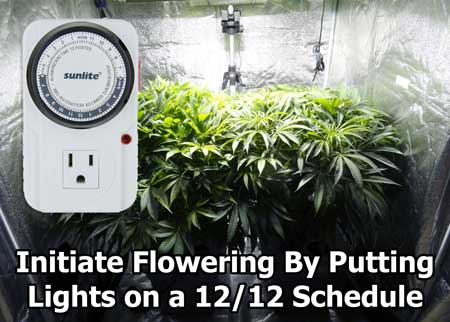 In order to get a cannabis plant to enter the flowering stage and start making buds, a grower needs to use a timer to put the grow lights on a 12/12 light schedule (12 hours light, 12 hours darkness)