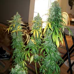 Ready to Harvest Cannabis buds; the dog in the background is not harvestable.