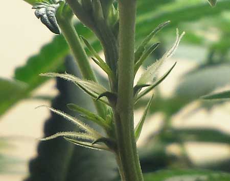 A female cannabis plant putting out white pistils - these 