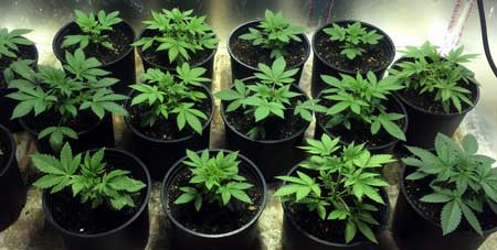 Example of a Sea of Green (SoG) marijuana setup - by growing many small plants, you can create an even canopy of buds without any plant training
