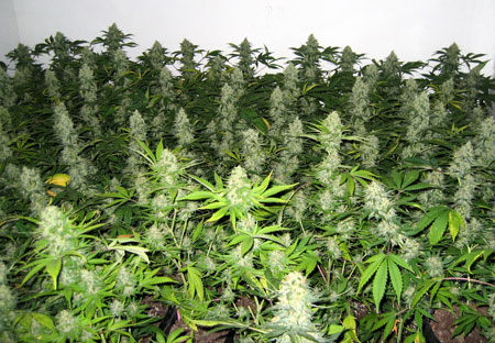 Amazing example of well-trained cannabis plants - training your plants this way can increase your yields by up to 40%