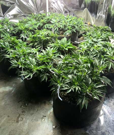 Example of growing many small cannabis plants instead of just a few bigger ones (known as the 