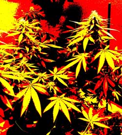 Super Cultivo de marihuana: Un simple secreto para obtener mayores rendimientos