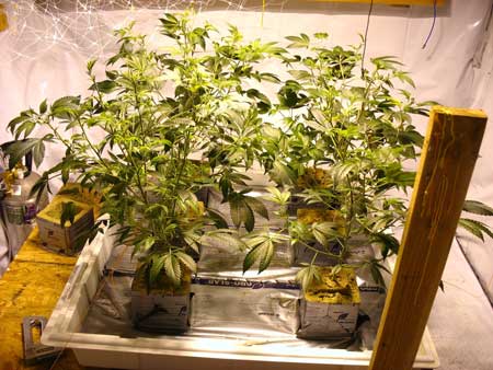 These trained cannabis plants have many colas