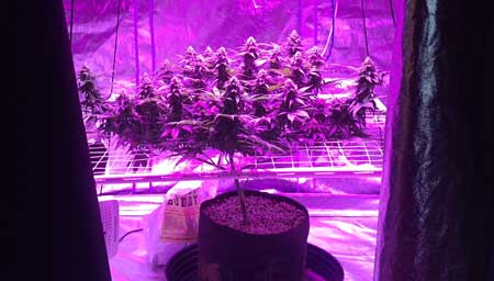 One plant with many colas thanks to LST training (under LED grow light)