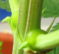 As pictured here, the marijuana nodes become enlarged (at the base) after the plant is topped