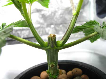 Stems thicken at the base of remaining colas after the plant is topped