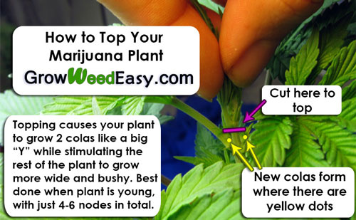 Topping Marijuana: How to top your marijuana plant diagram