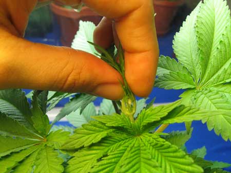 Pinch the top growth of a young cannabis plant to FIM