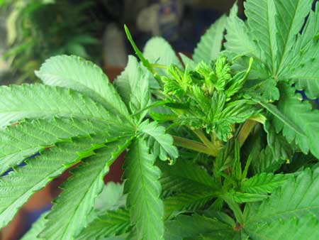 Weird cannabis growth after FIM