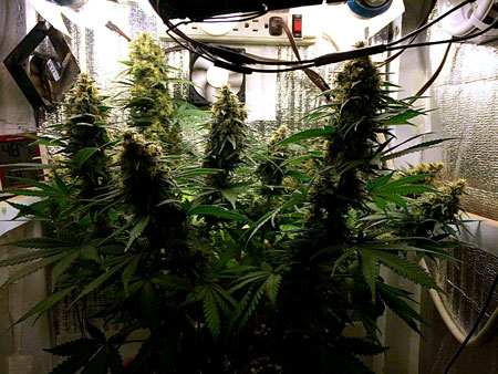 A cannabis plant that has been trained using techniques like LST to produce many colas