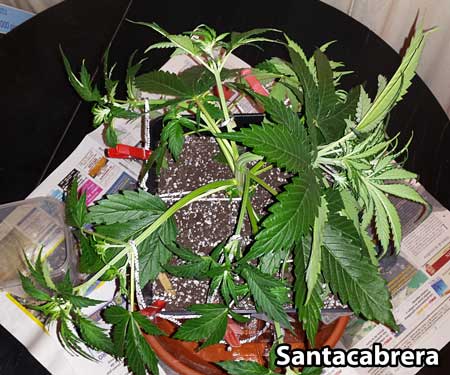 How to LST an auto-flowering plant picture by Santacabrera