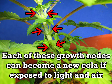 These growth nodes will become colas when exposed to light and air