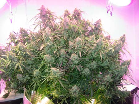Example of a bushy marijuana plant grown under LEDs and CFLs - it was trained to produce multiple colas!