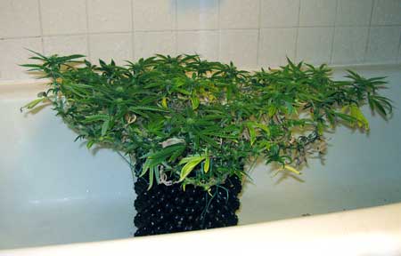 Cannabis plant - LST was used to make this plant grow almost completely flat