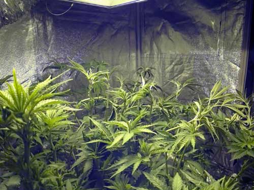 A cannabis garden right after the grower bent all the stems down with gentle LST