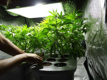 Tending to the garden - this grower is using LST to secure down plants and create a flat, wide canopy to take advantage of the grow lights.