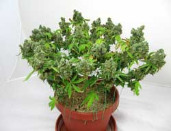 LST was used on this marijuana plant to encourage her to grow wider and bushier