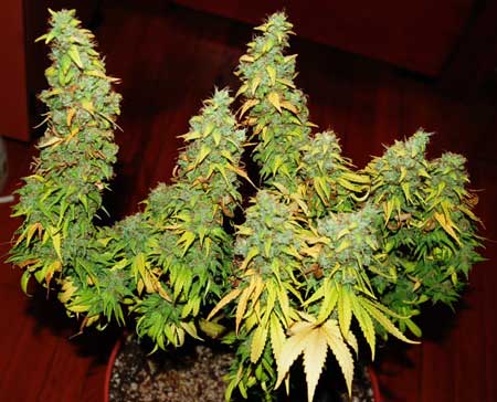 Beautiful example of LST (low stress training) - look at those thick colas!