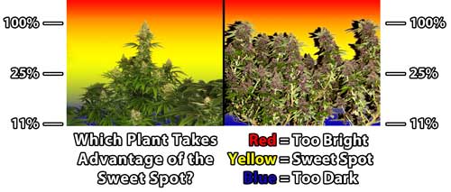 Natural vs LST - Understanding the Grow Light Sweet Spot Diagram